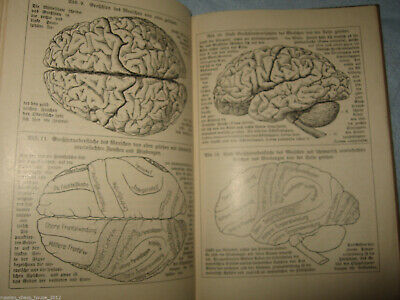 10811.Antique German Book: Die Mechanik des Geisteslebens. 1914